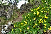 53 Ginestra fiorita e profumata sul sentiero per la cima dello Zucco